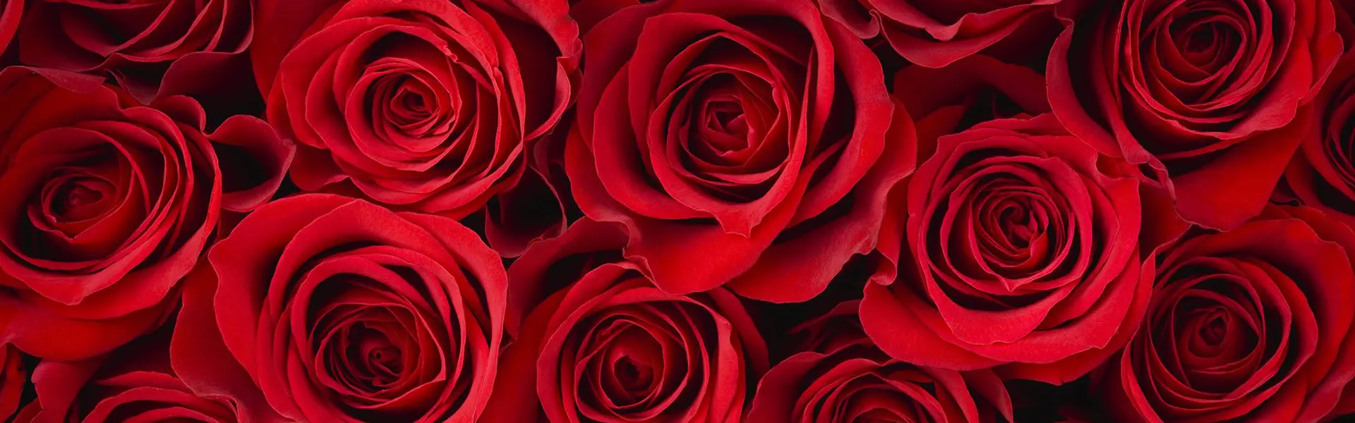 Rosas